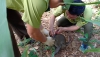 Hạt Kiểm lâm huyện Đắk G'long tiếp nhận và thả về tự nhiên 01 cá thể Khỉ đuôi dài do người dân tự nguyện giao nộp