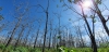 Góp ý dự thảo Dự án bảo vệ, khôi phục và phát triển rừng bền vững tỉnh Đắk Nông giai đoạn 2021-2025