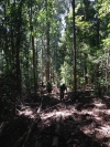 Đắk Nông: Sự nỗ lực của lực lượng Kiểm lâm trong công tác quản lý, bảo vệ và phát triển rừng