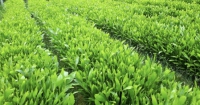 Về việc công bố giá và tiêu chuẩn kỹ thuật cây giống xuất vườn của các loài cây trồng rừng trên địa bàn tỉnh Đắk Nông