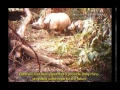 Video: Hành trình tê giác một sừng tuyệt chủng ở Việt Nam